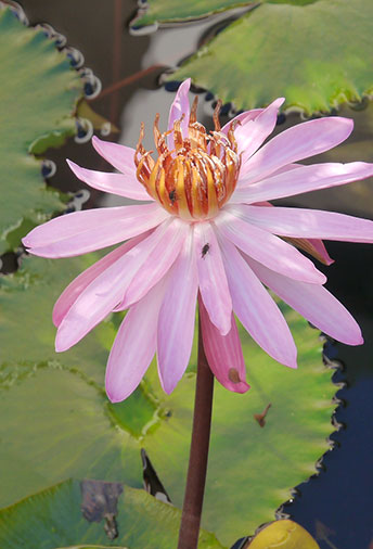 lily in the water
